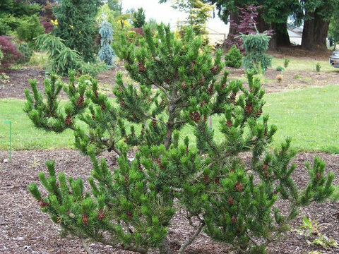 Borovice stočená Spaans Dwarf, 30-40 cm, v květináči Pinus contorta Spaans Dwarf